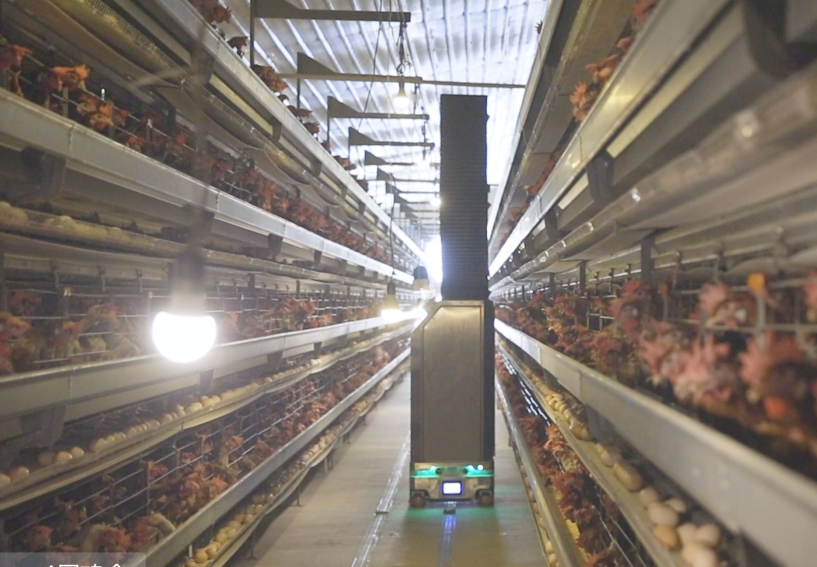 农业农村部发布《蛋鸡立体养殖技术指导意见》
