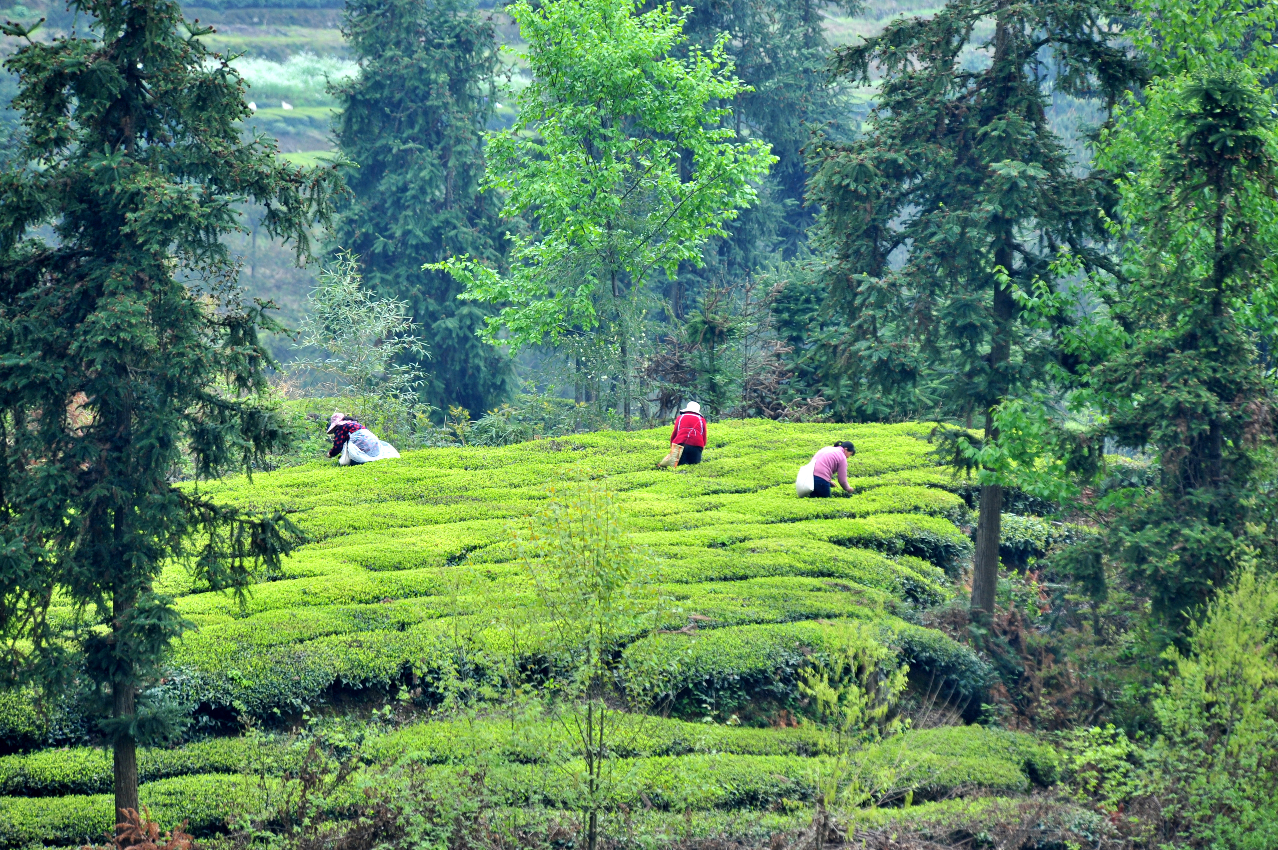 PG电子app年出口茶叶4500吨六安茶“香飘海外”