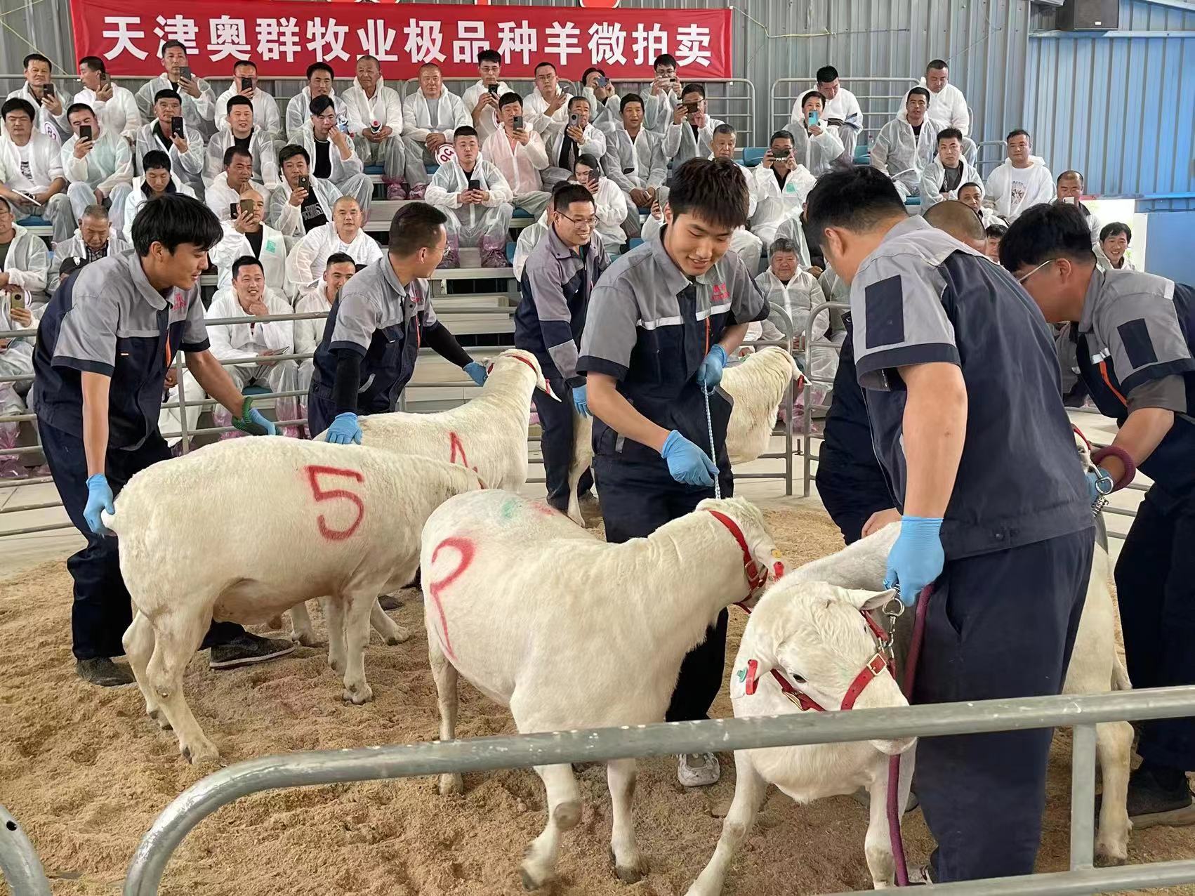 机制科技双创助推肉羊商业化育种