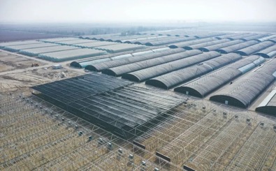 新疆生产建设兵团三师图木舒克市农业农村高质量发展纪实
