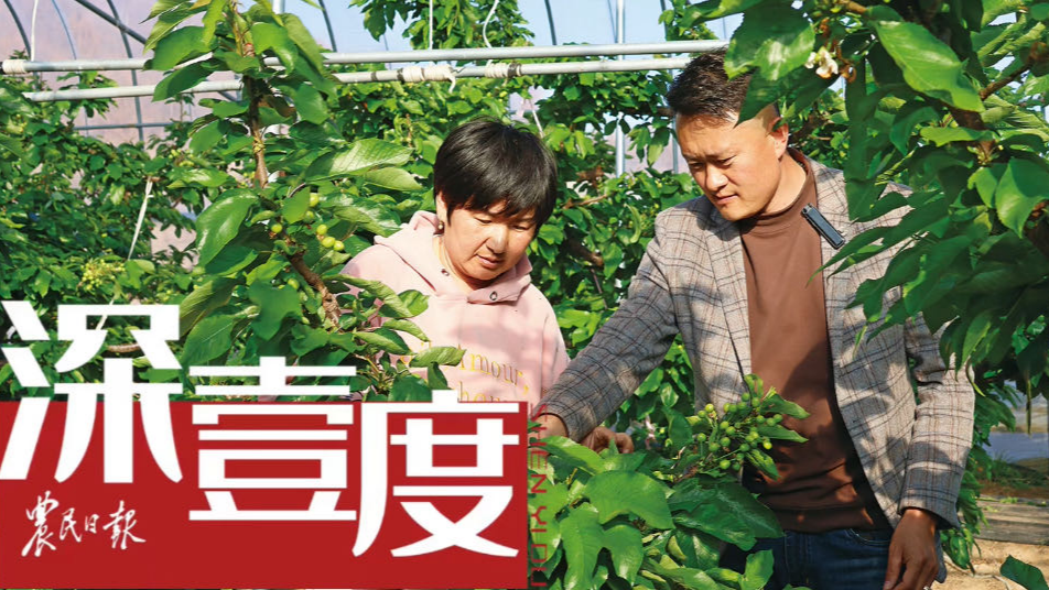 接官亭村苹果的“酸甜”事