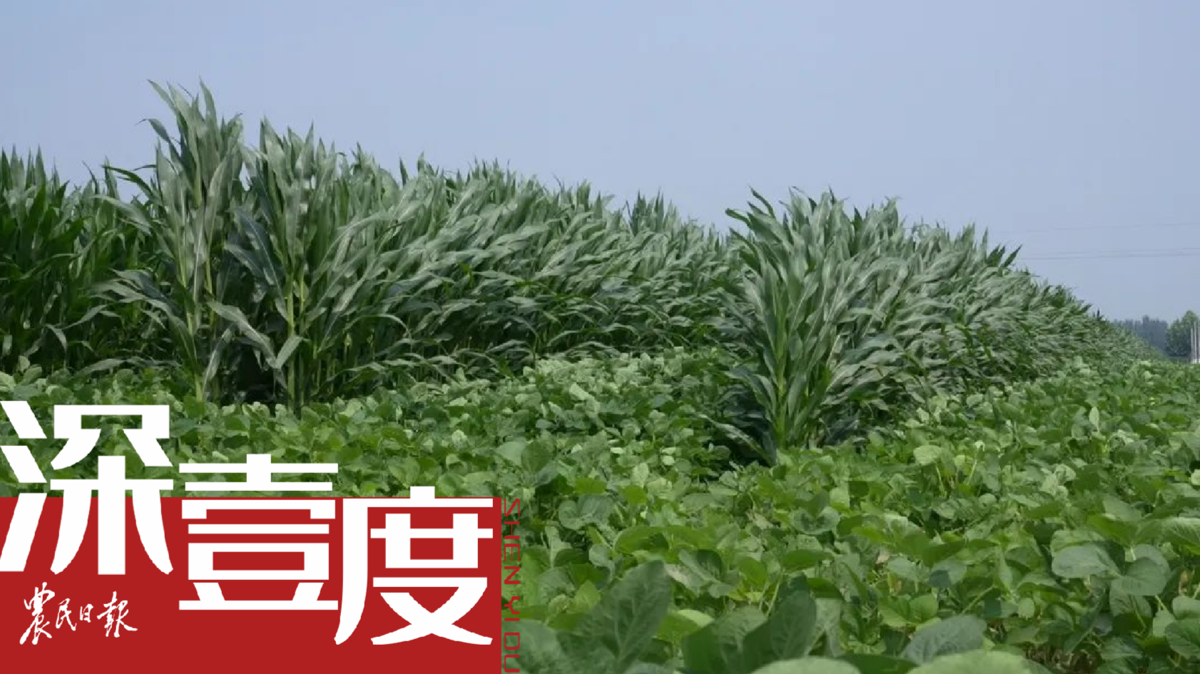 粮豆双收探路——来自河北邢台市南和区带状复合种植一线的报告