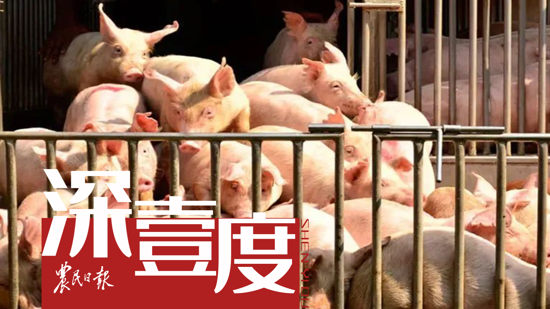 生猪行业如何“过冬”？