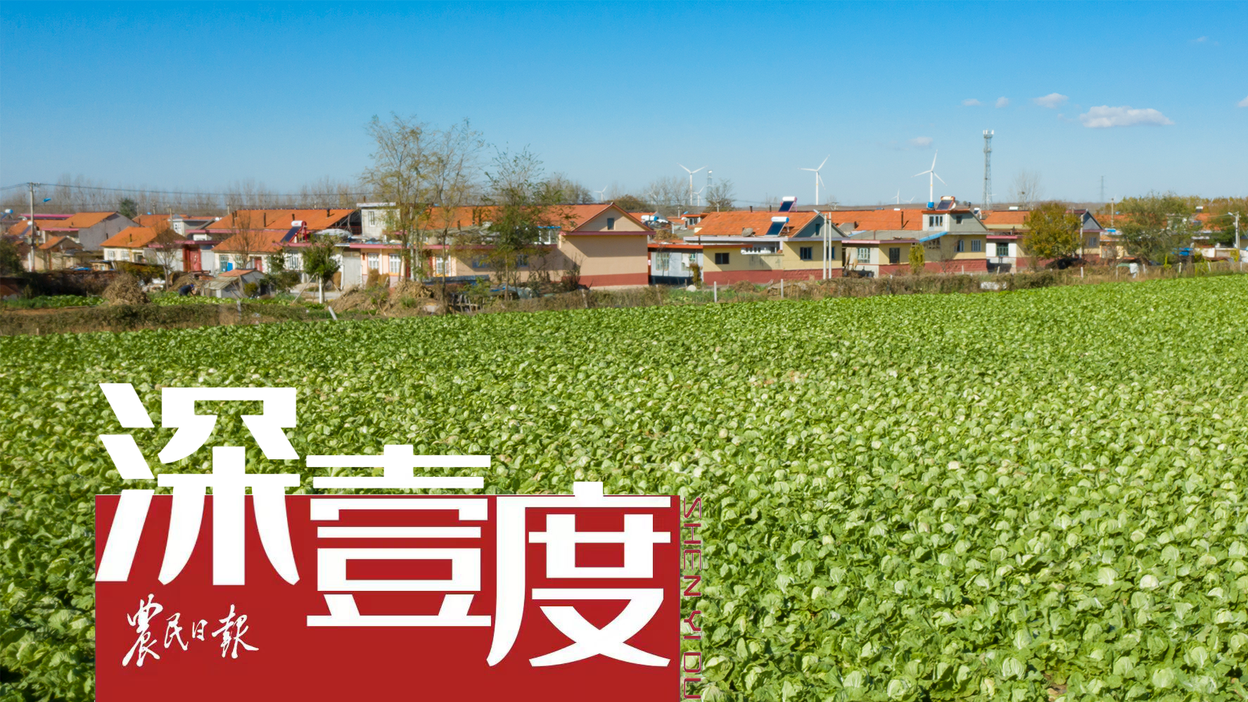 “胶州大白菜”品牌塑成记