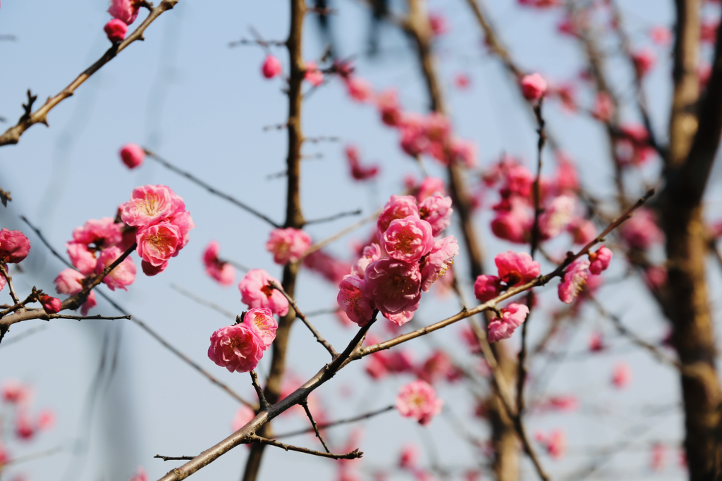 景区内梅花盛开。景区供图