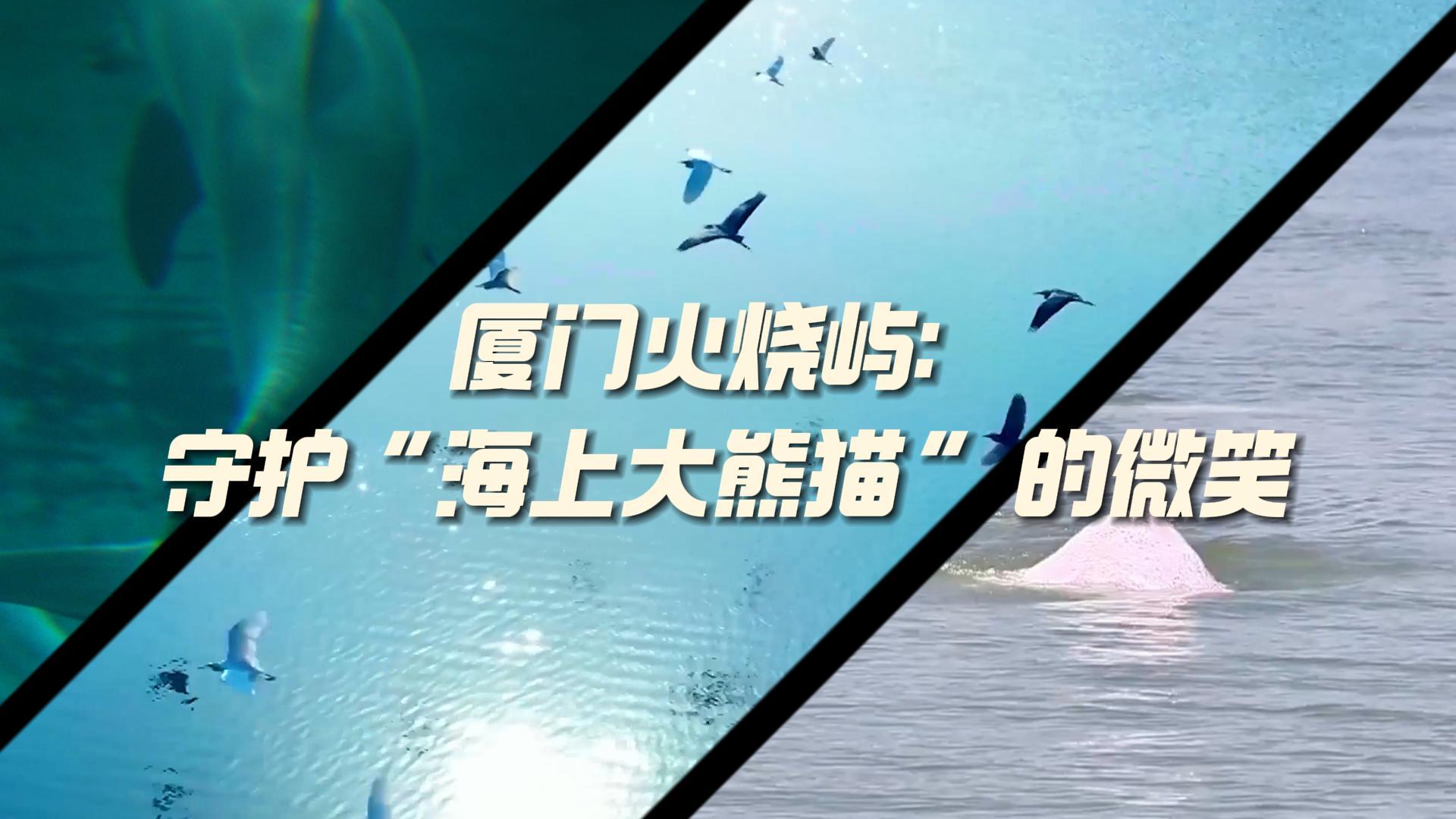 厦门火烧屿：守护“海上大熊猫”的微笑