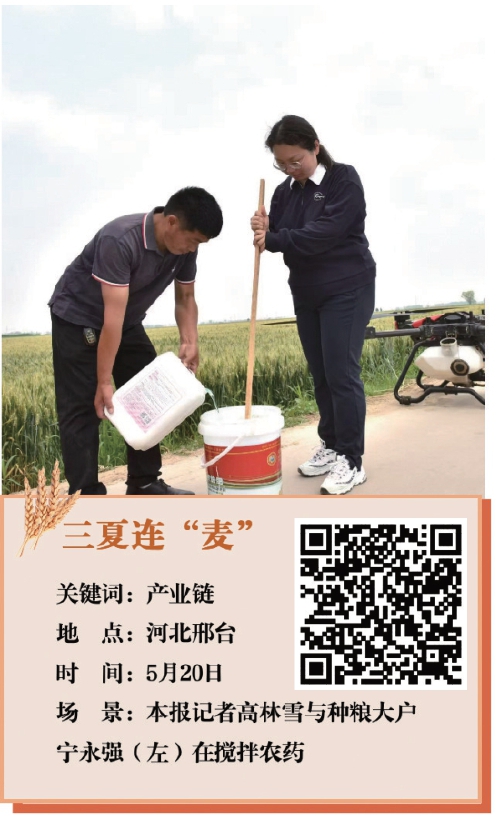一粒小麦的“产业链之旅”